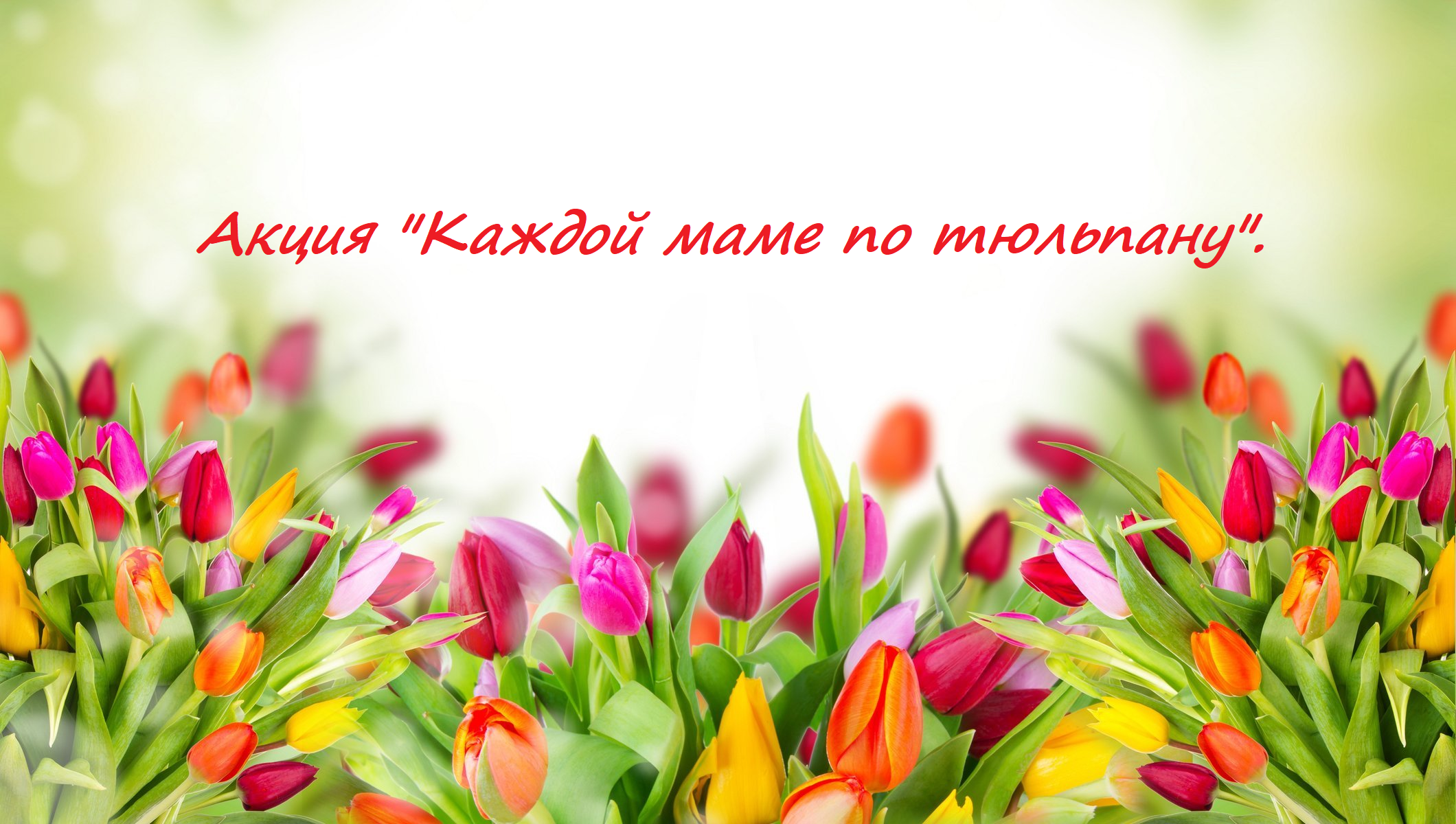 Акция «Каждой маме по тюльпану».